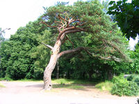 tree~0.JPG